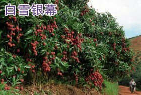 又是一年荔枝飘香时