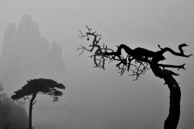 《在生死之间选择》
